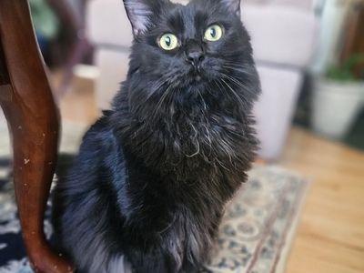 Hello my name is Cornelius