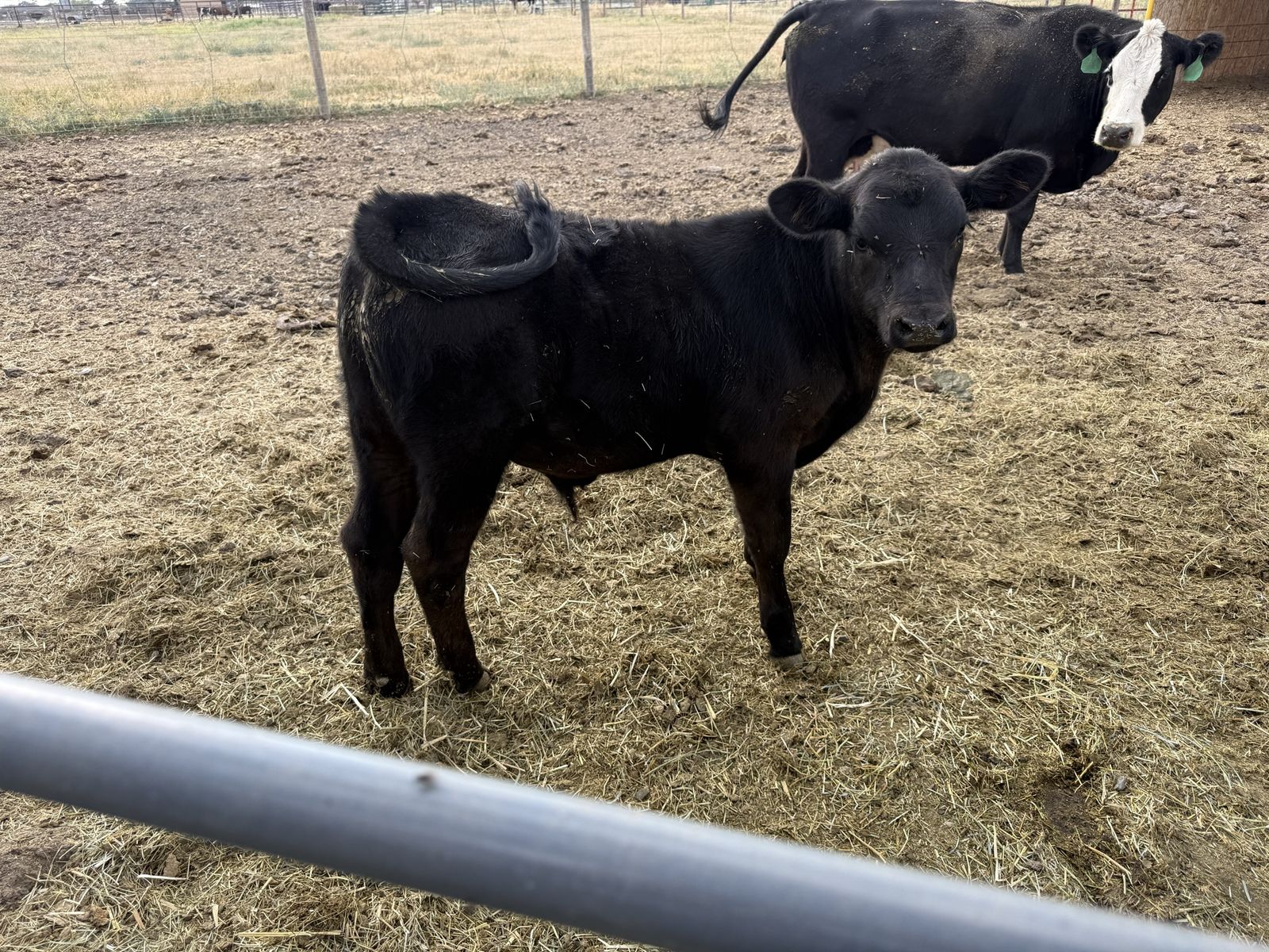 Healthy Young steer Calf - Ready for Your Farm or Ranch