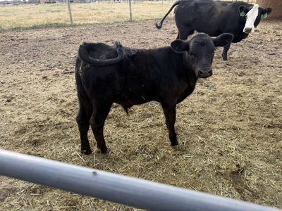 Healthy Young steer Calf - Ready for Your Farm or Ranch