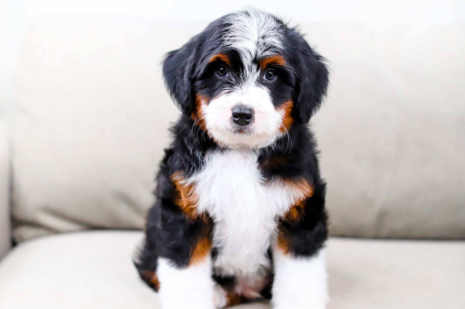 Bernedoodle x Aussiedoodle (Australian Mountain Doodle)