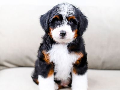 Bernedoodle x Aussiedoodle (Australian Mountain Doodle)