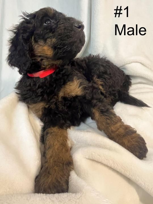 F1b Bernedoodle Puppies (5 Left)