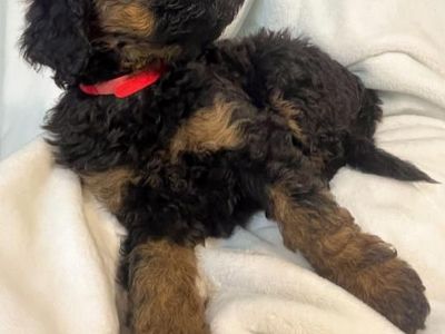 F1b Bernedoodle Puppies (5 Left)