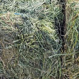 BULK ALFALFA HAY – SMALL SQUARE BALES – $16– SALT LAKE VALLEY