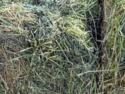 BULK ALFALFA HAY – SMALL SQUARE BALES – $16– SALT LAKE VALLEY