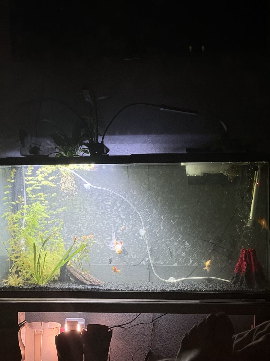 55 gallon goldfish tank set up