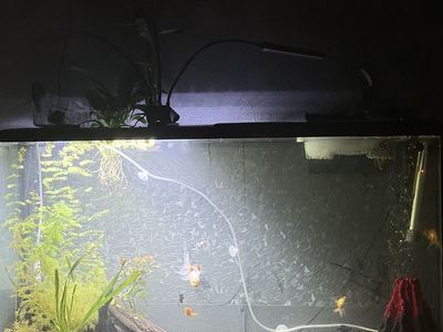 55 gallon goldfish tank set up