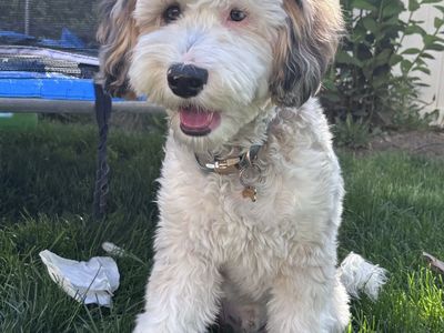 Mini Aussiedoodle Puppy