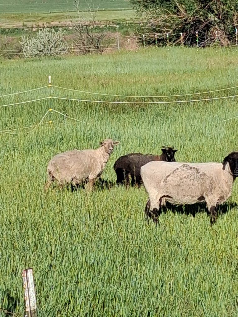 sheep