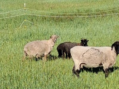 sheep