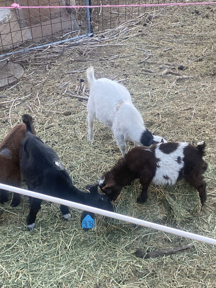 Baby goats