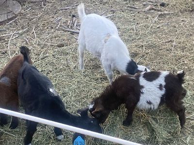 Baby goats