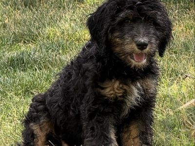 Adorable Ultra Bernedoodle Puppies - Hypoallergenic and Playful. Ready now!