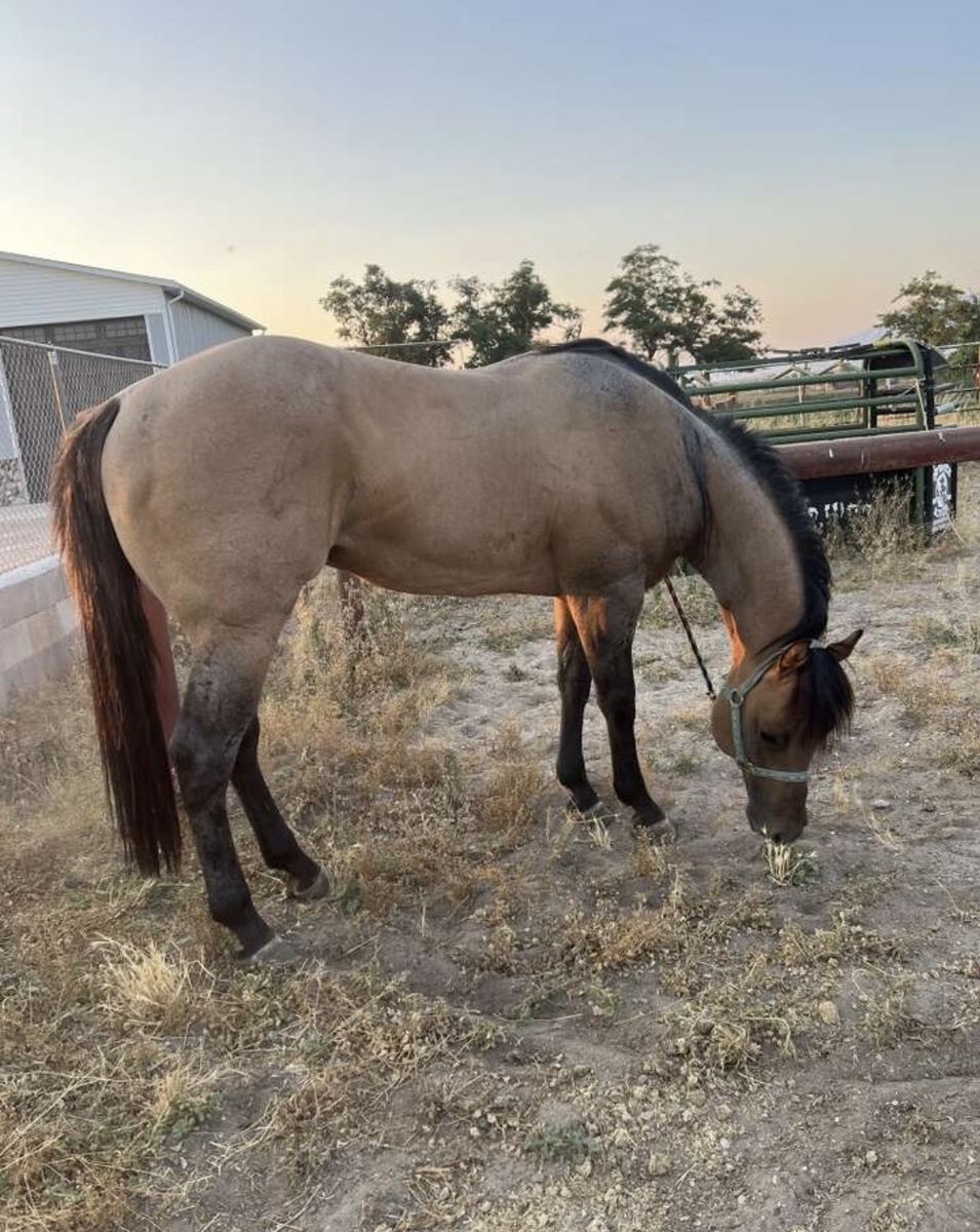 AQHA Bay Roan Stallion - Stud Horse