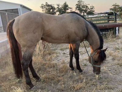 AQHA Bay Roan Stallion - Stud Horse