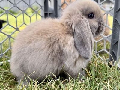 Holland Lop Doe *CAN MEET ON THE WAY TO SALT LAKE 7/17*