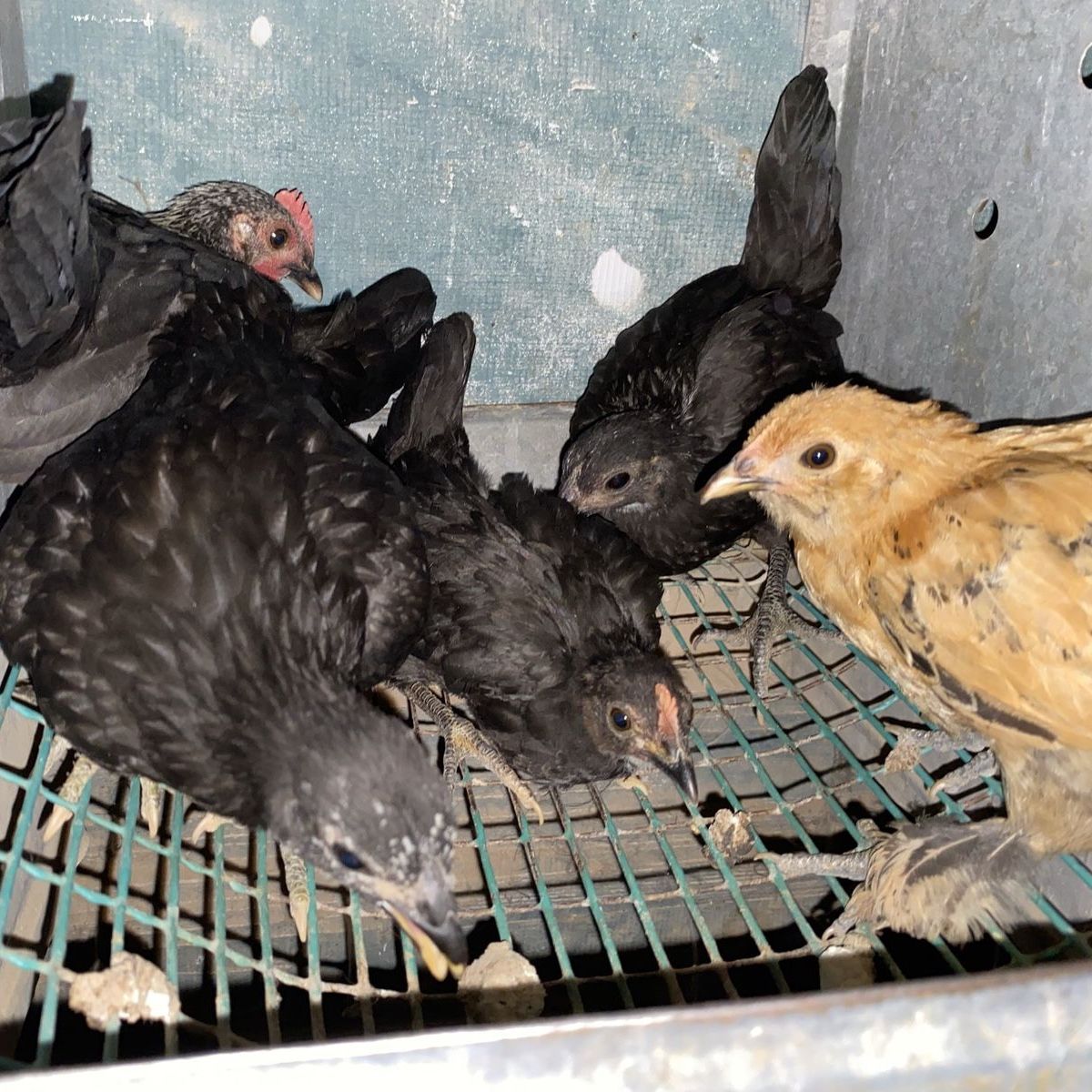 Flock of five - Millie dflur uccle x Japanese bantam.