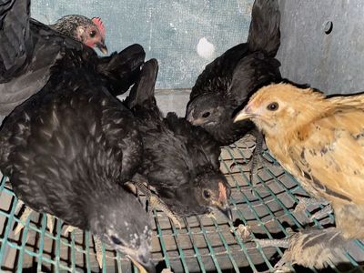 Flock of five - Millie dflur uccle x Japanese bantam.
