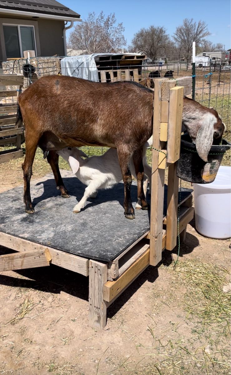 Nubian Doe in milk