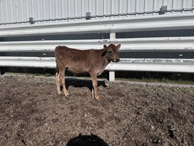 Jersey/holstein cross