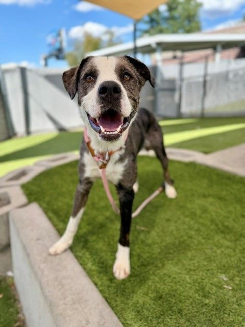 A165359 Arlo Available for Adoption!