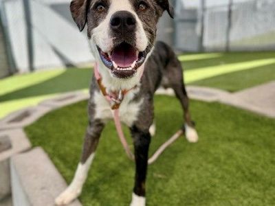 A165359 Arlo Available for Adoption!