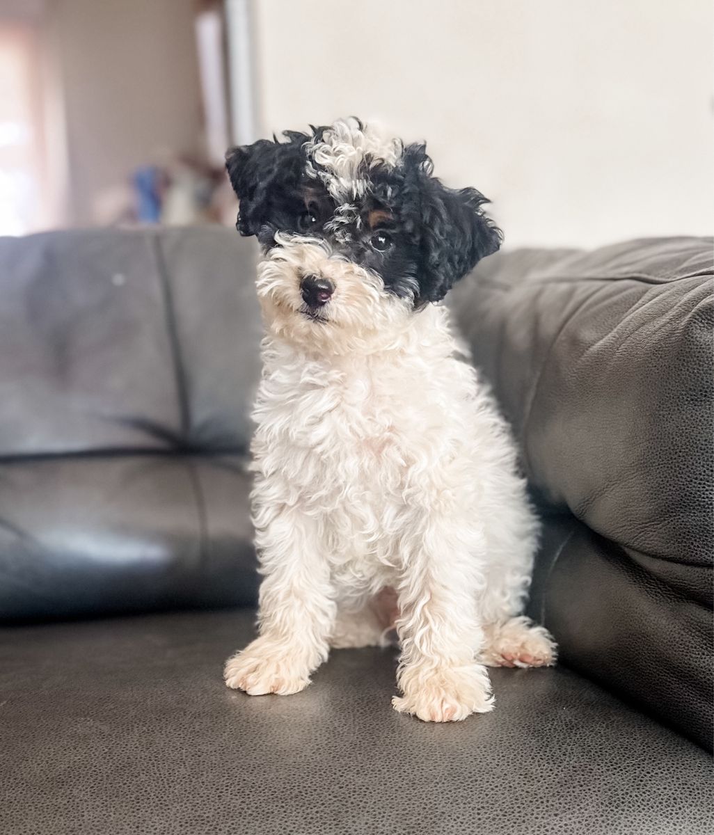 Mini F1B Male Bernadoodle