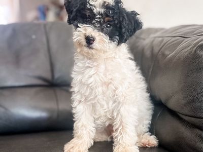 Mini F1B Male Bernadoodle