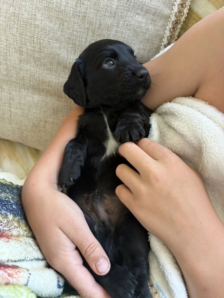 Miniature Dachshund Puppies