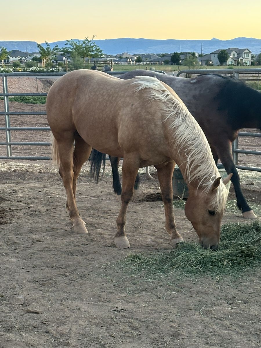AQHA Palomino Quarter Horse Gelding - Ranch & Trail Ready