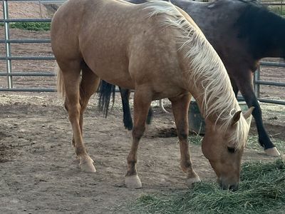 AQHA Palomino Quarter Horse Gelding - Ranch & Trail Ready