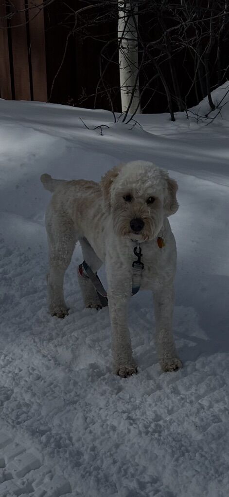 Rehome Healthy, Trained, Goldendoodle