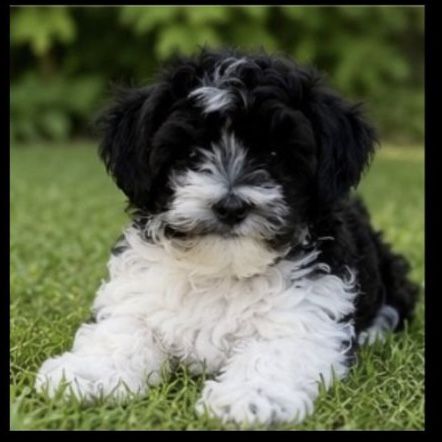 Adorable toy bishpoo Puppy - Playful Black & White Male dog small