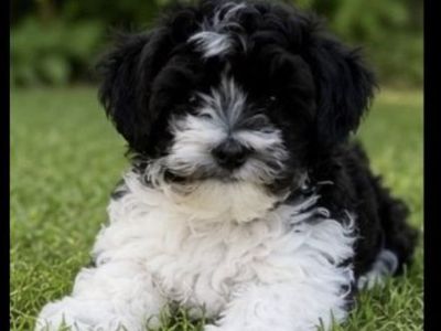 Adorable toy bishpoo Puppy - Playful Black & White Male dog small