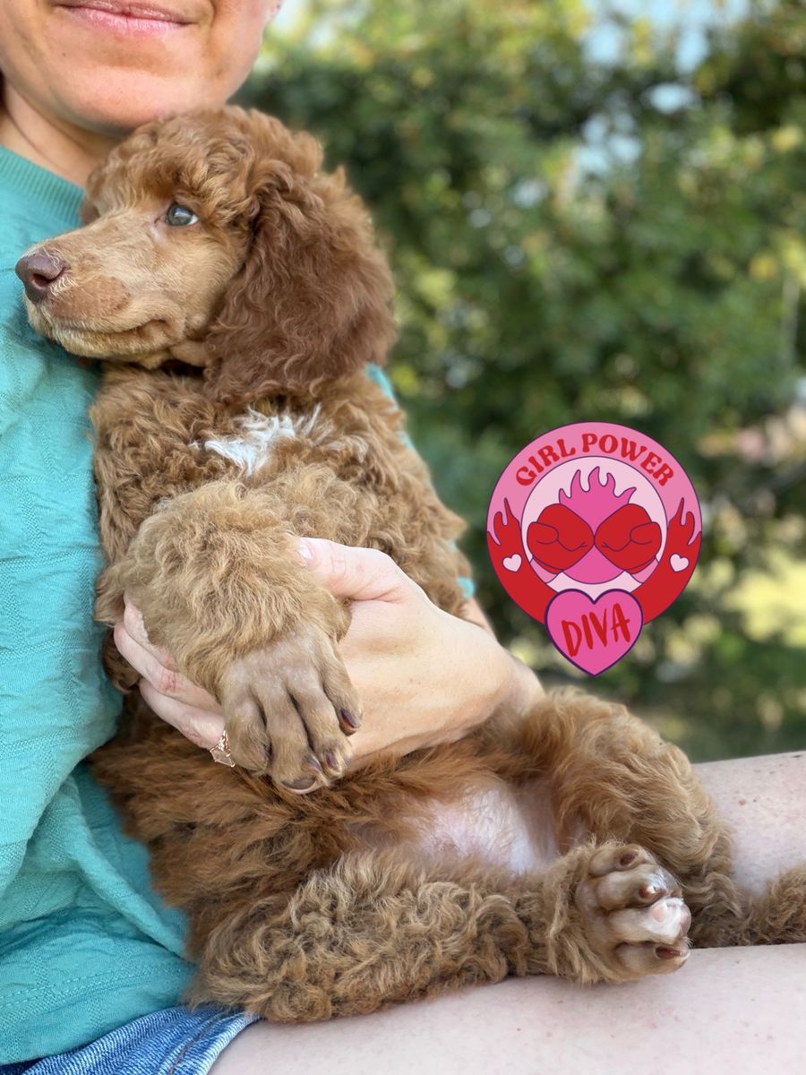 AKC Standard Poodles
