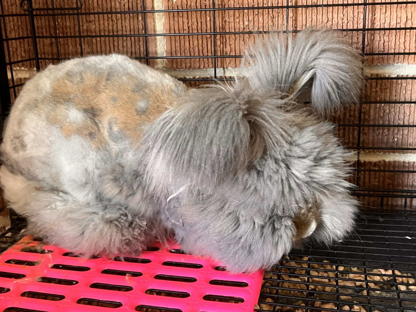 English Angora buck