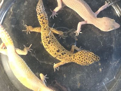 leopard geckos, (pls read description)