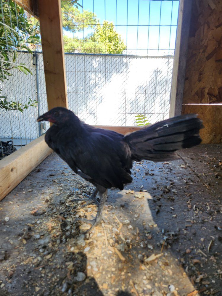 Sumatra/Hatch Hen.