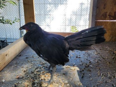 Sumatra/Hatch Hen.