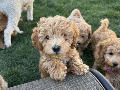 Micro mini Goldendoodle puppies