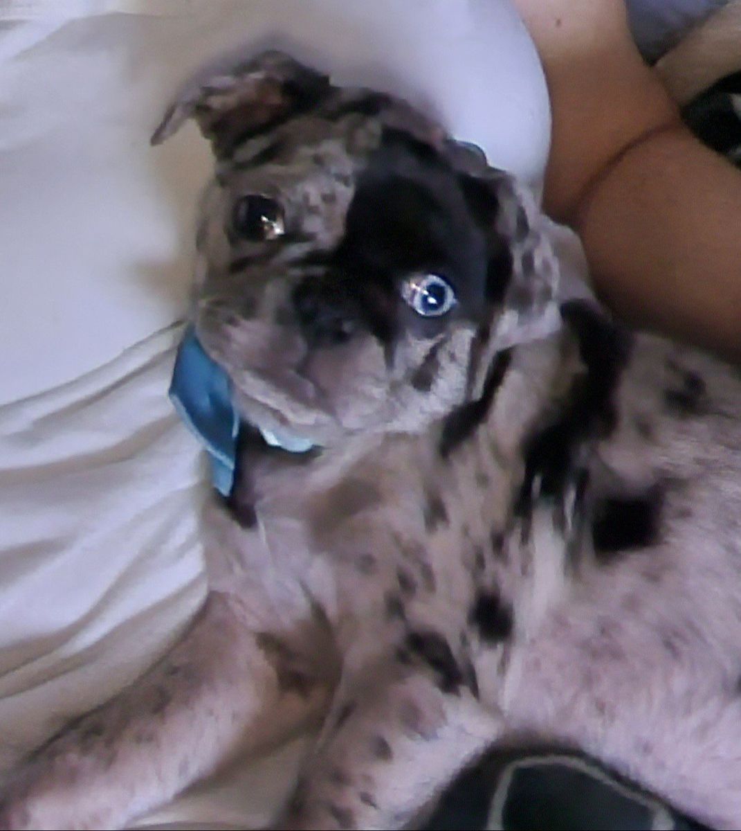 **RARE** Blue Merle Female Pug