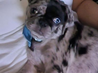**RARE** Blue Merle Female Pug