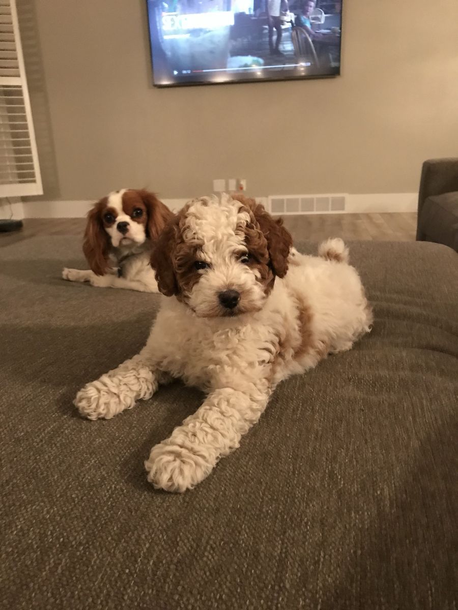 Gorgeous Deep red/white AKC MINI POODLE STUD
