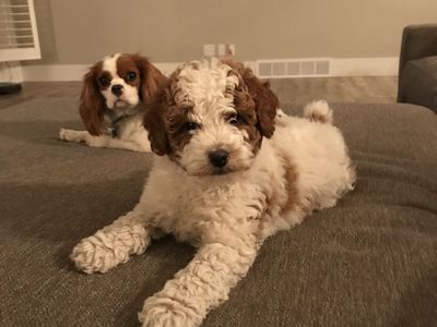 Gorgeous Deep red/white AKC MINI POODLE STUD