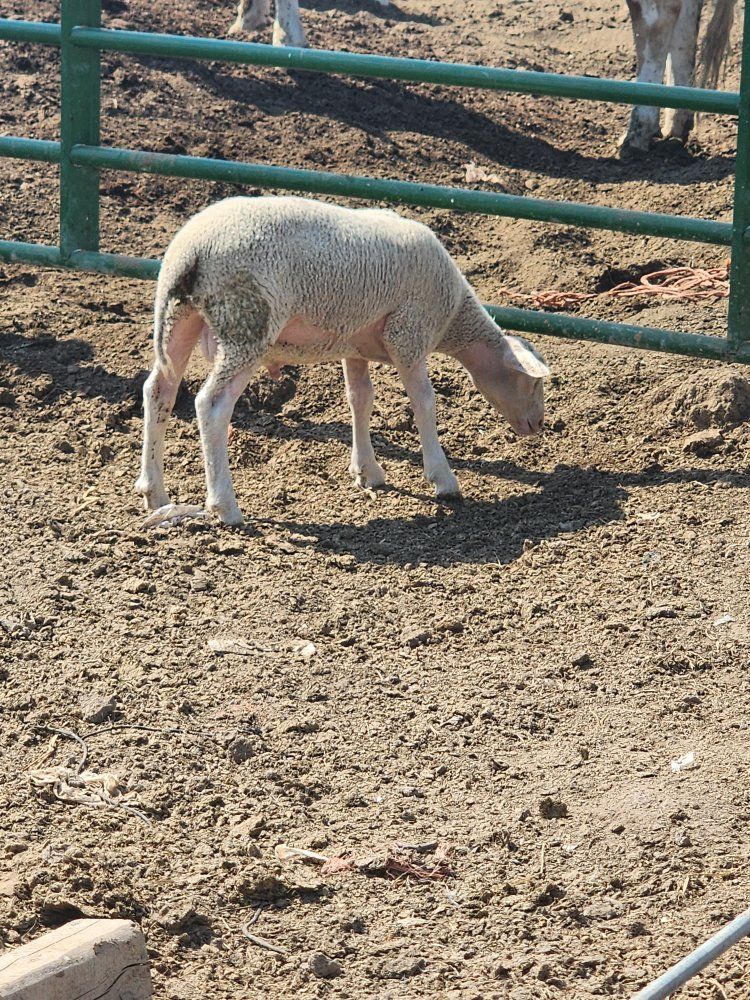 hair sheep