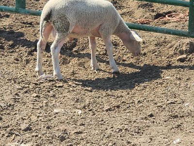 hair sheep