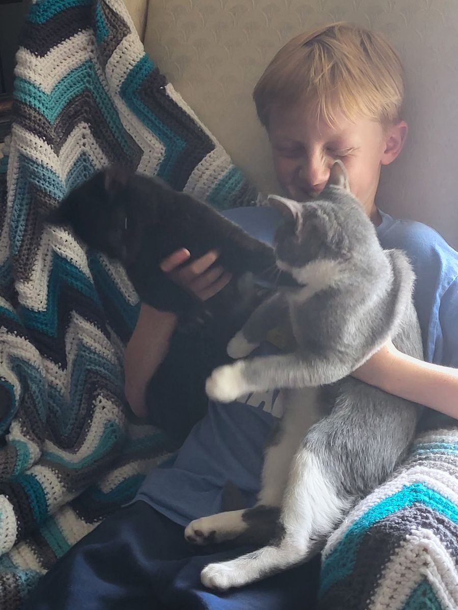 Bonded kittens available for adoption
