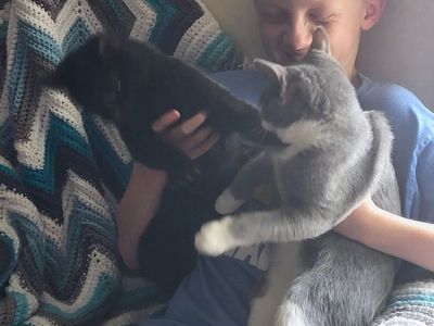 Bonded kittens available for adoption