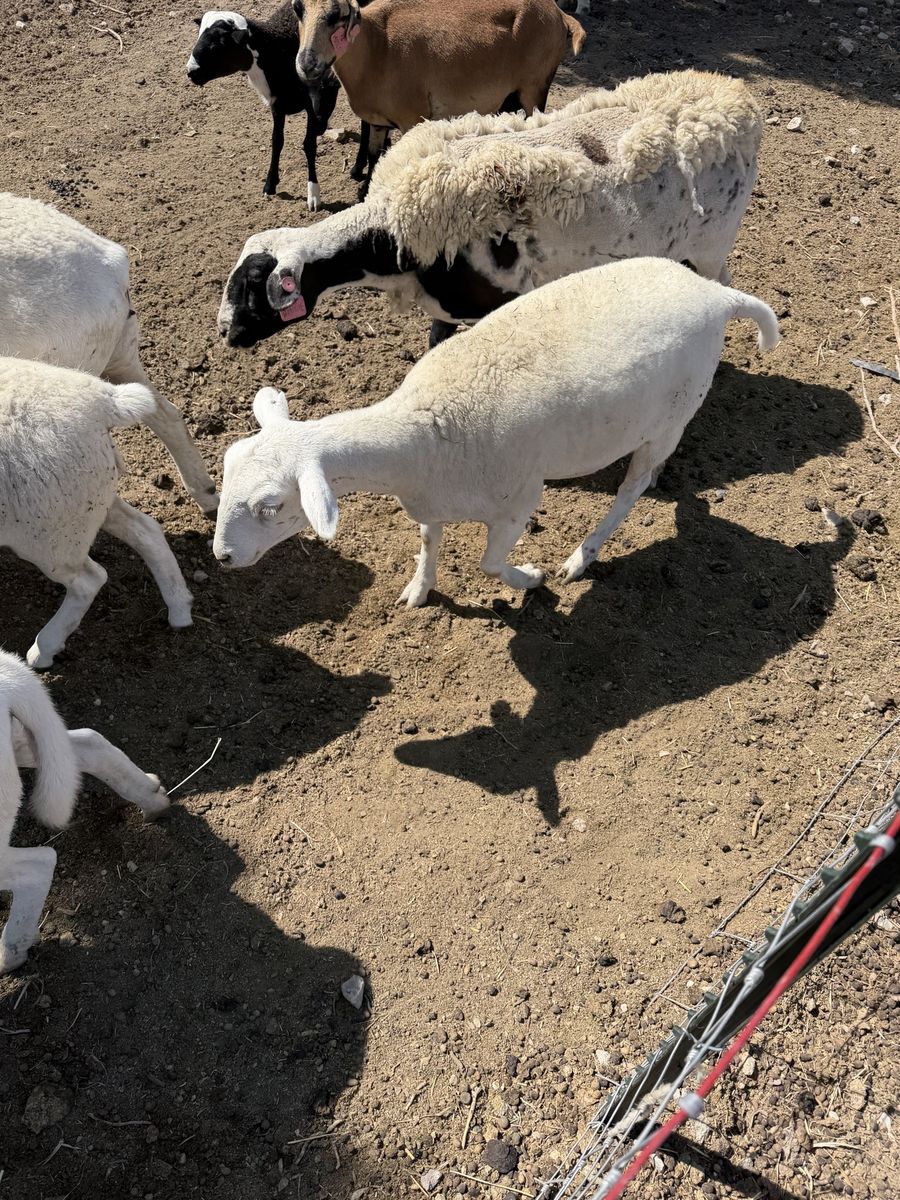 Royal White ewe