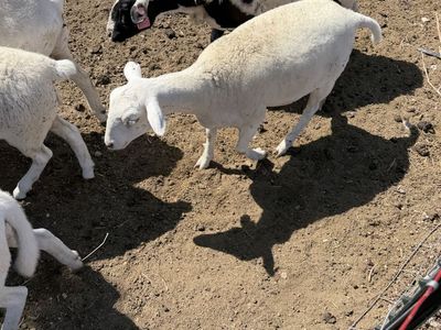 Royal White ewe